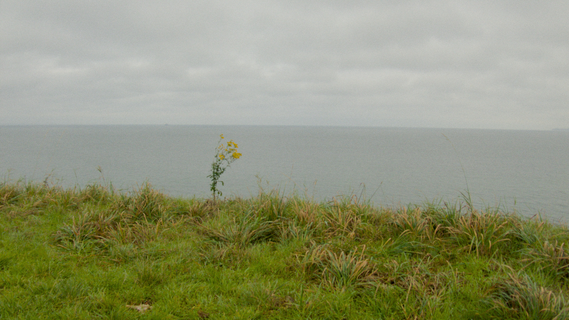 a cliff with a single flower